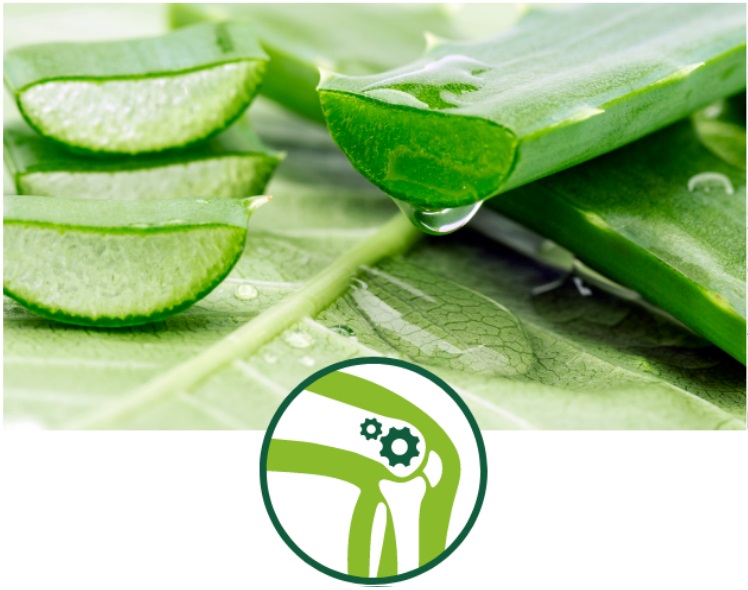 NutriCert™-sourced Aloe Vera